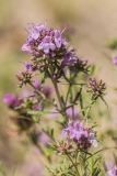 Thymus pallasianus. Верхушки побегов с соцветиями. Ростовская обл., Шолоховский р-н, окр. станицы Еланская, песчаный массив. 25.06.2017.