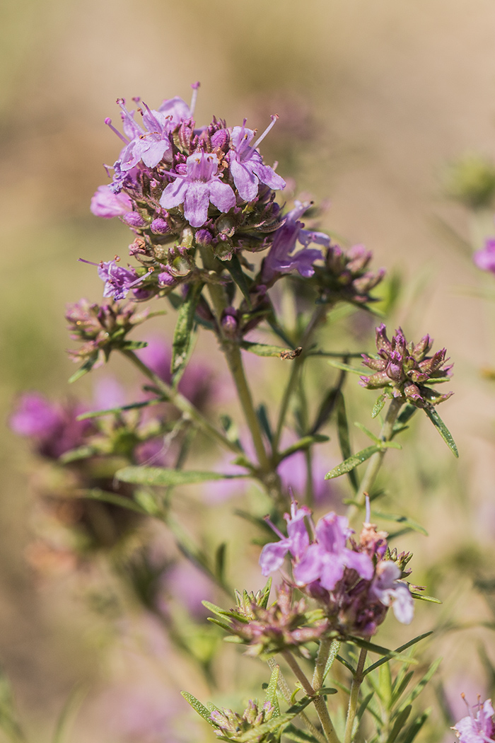 Image of Thymus pallasianus specimen.