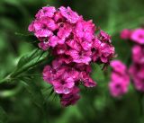 Dianthus barbatus