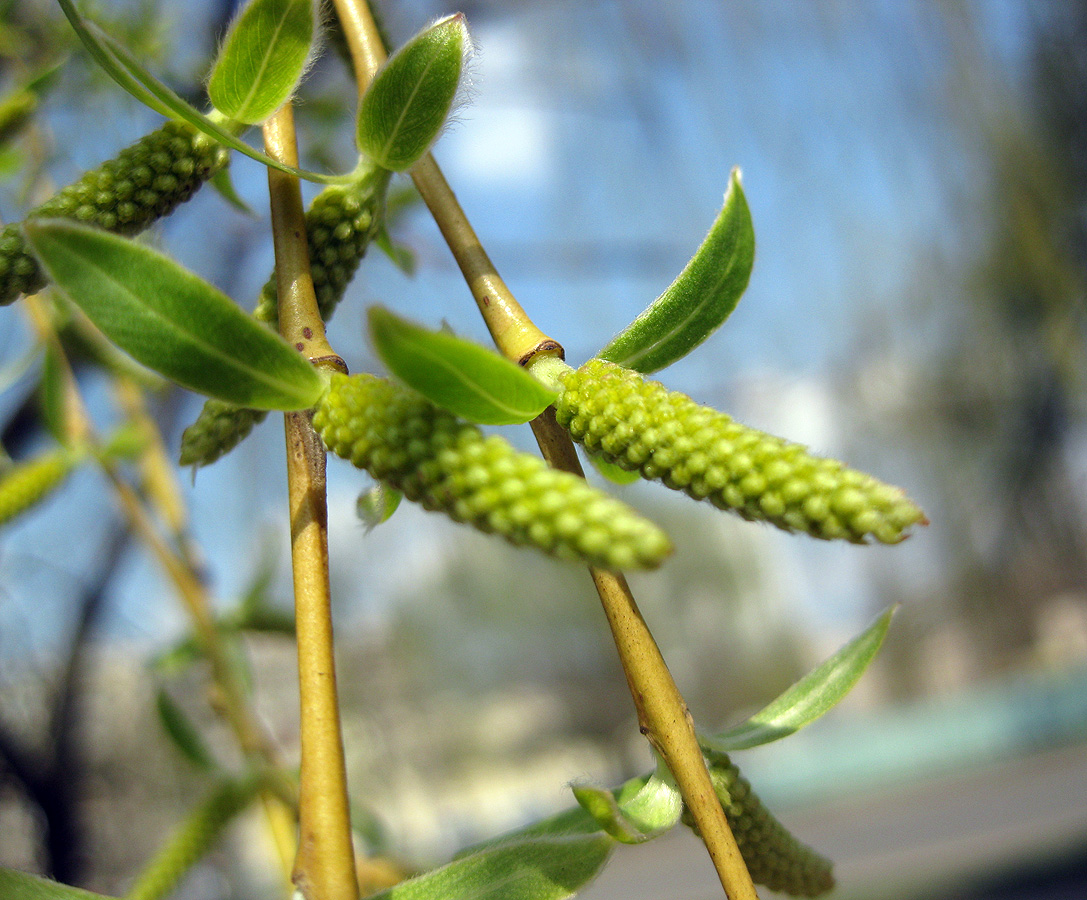 Image of Salix babylonica specimen.