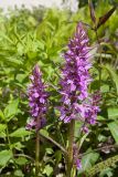 Dactylorhiza urvilleana. Верхушки побегов с соцветиями. Санкт-Петербург, ботанический сад БИН РАН, цветник у административного корпуса, в культуре. 07.06.2017.