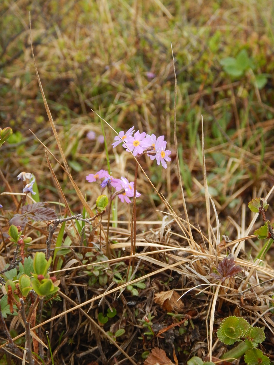 Image of Primula nutans specimen.
