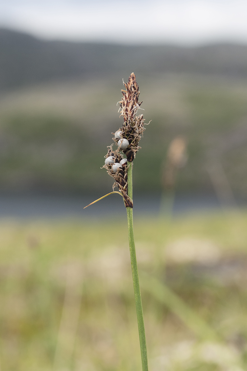 Изображение особи Carex bigelowii.