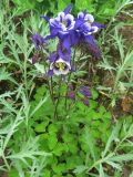 Aquilegia vulgaris