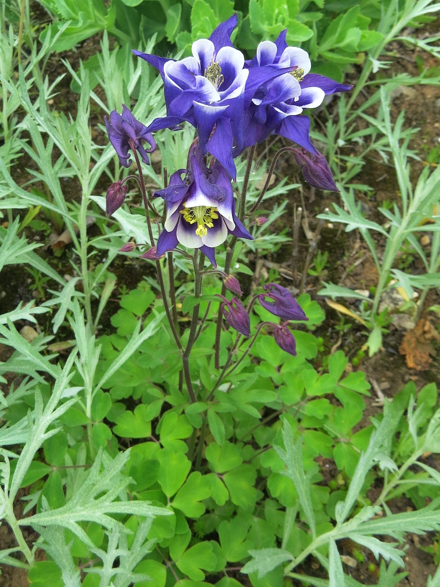 Изображение особи Aquilegia vulgaris.