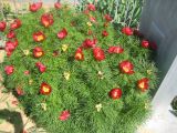 Paeonia tenuifolia