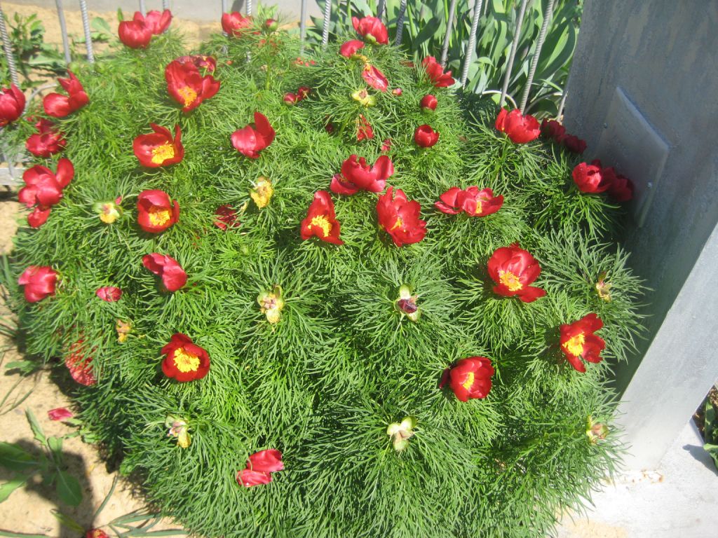 Изображение особи Paeonia tenuifolia.