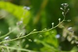 Myosotis arvensis. Отцветающее соцветие. Ленинградская обл., Всеволожский р-н, окр. пос. Куйвози, садоводство, дикорастущее на участке. 26.07.2017.