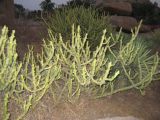 genus Euphorbia