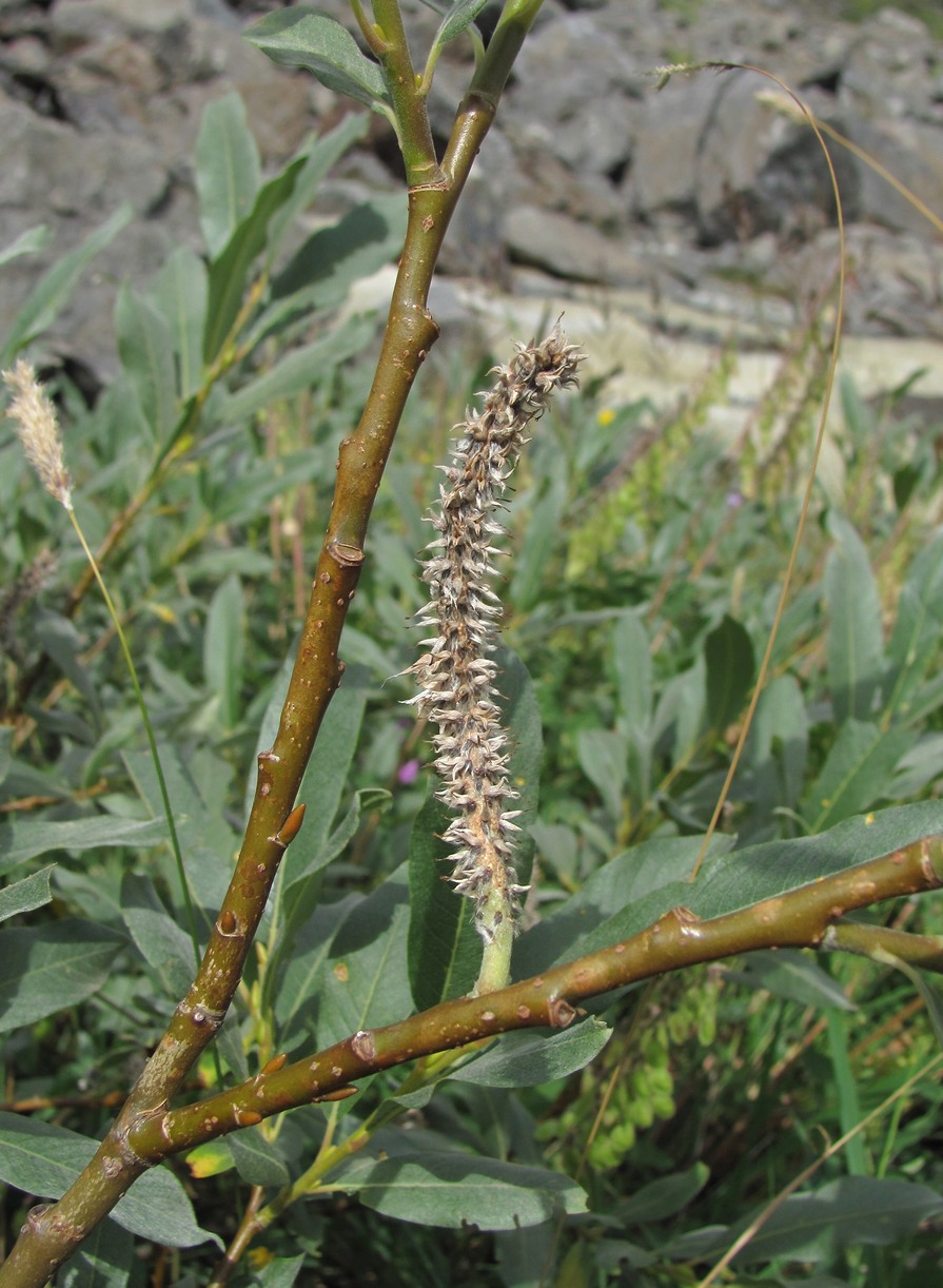 Image of Salix pantosericea specimen.