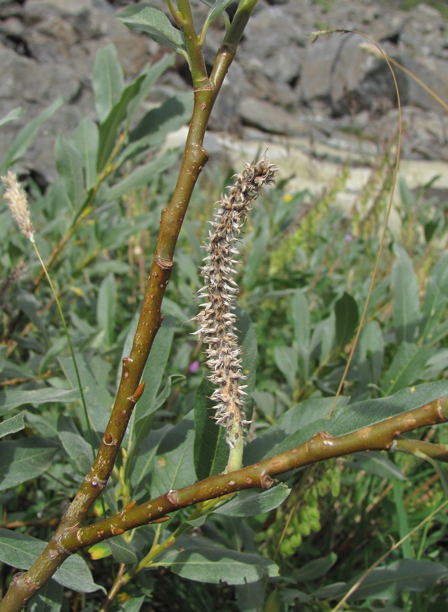 Изображение особи Salix pantosericea.