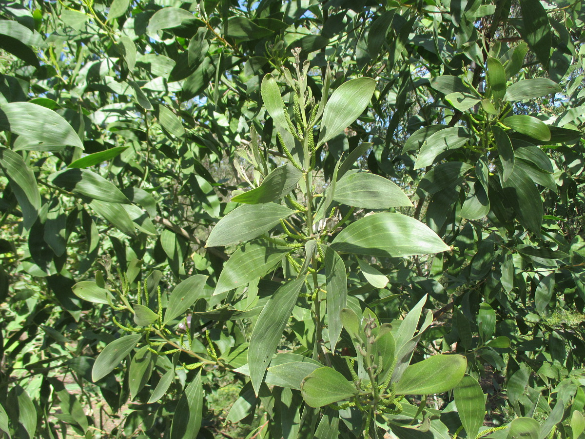 Изображение особи Acacia leiocalyx.