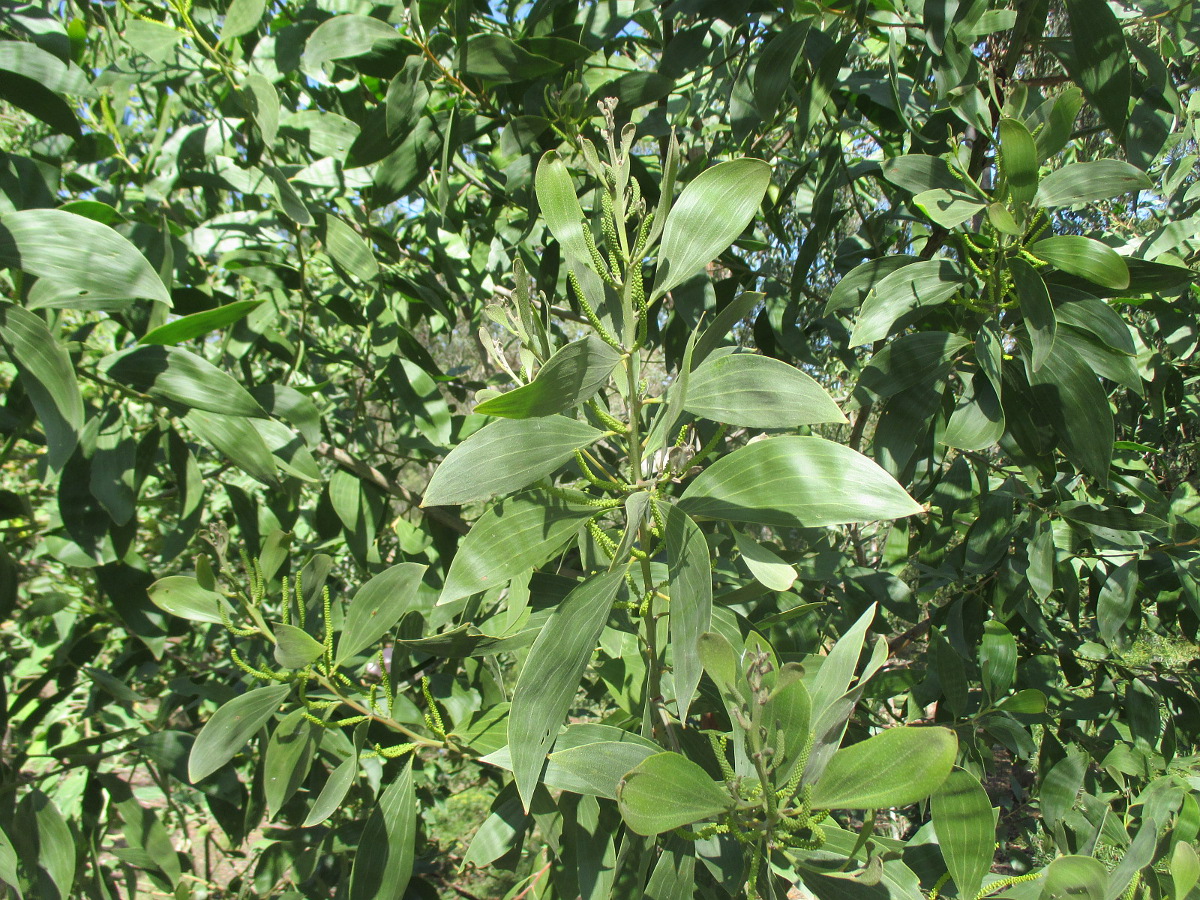 Image of Acacia leiocalyx specimen.