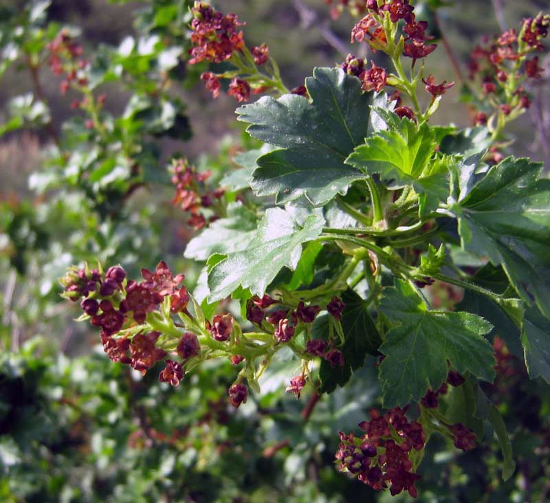 Image of genus Ribes specimen.