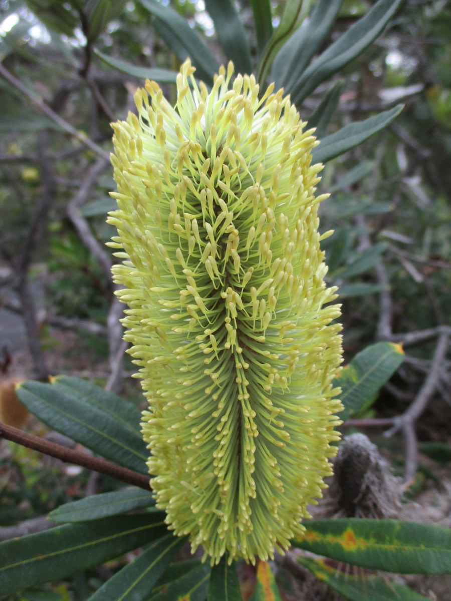 Image of Banksia robur specimen.