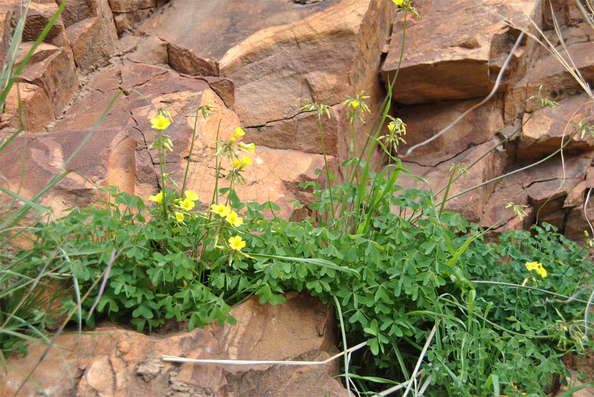 Image of Oxalis pes-caprae specimen.