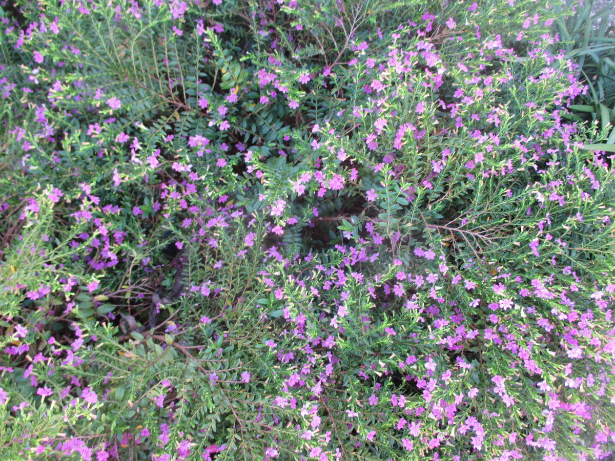 Image of Cuphea hyssopifolia specimen.