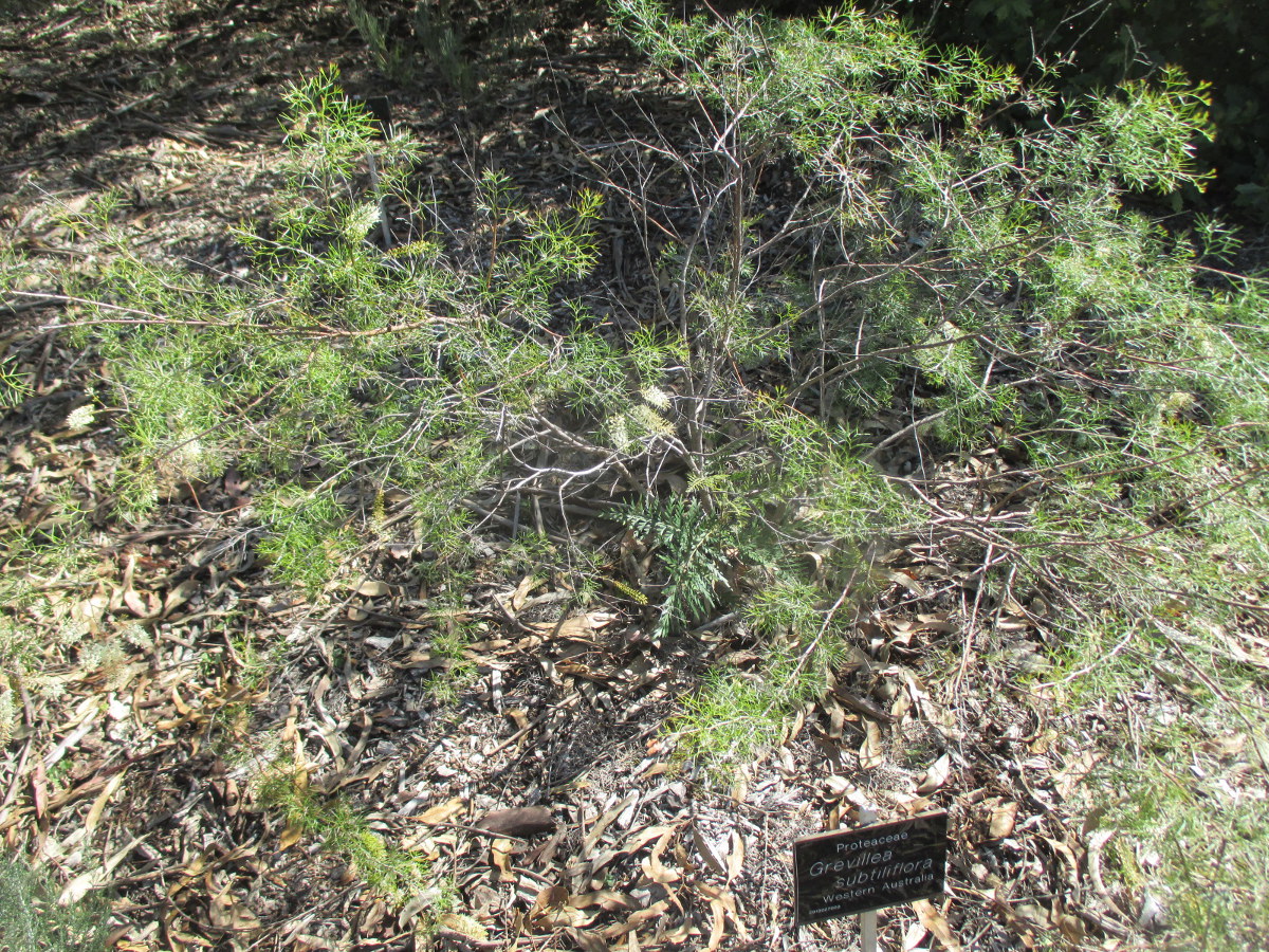 Image of Grevillea subtiliflora specimen.