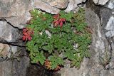 Geranium robertianum