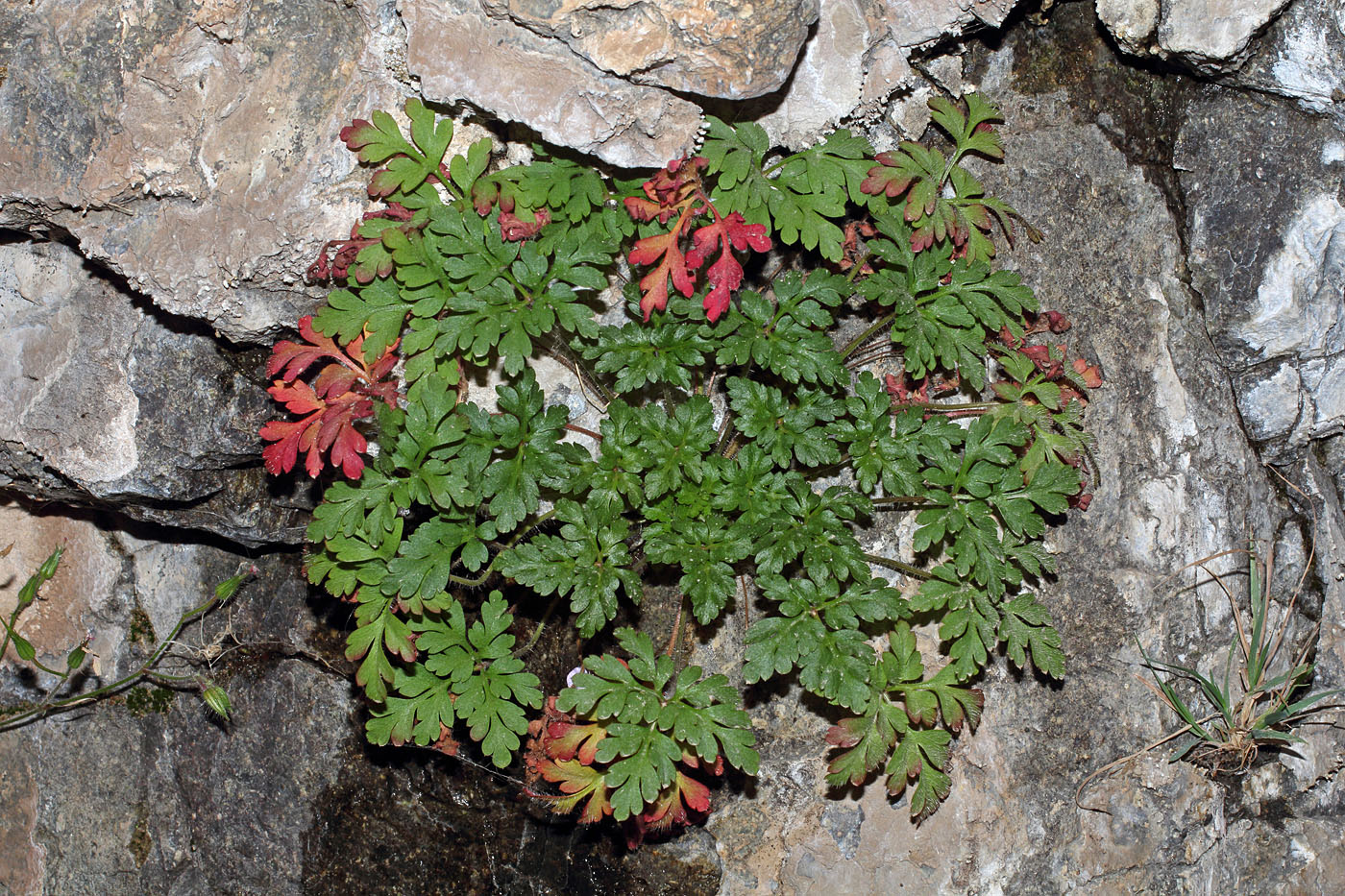 Image of Geranium robertianum specimen.