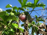 Passiflora edulis. Побеги с созревшим плодом. Австралия, г. Брисбен, частная застройка, в культуре. 07.08.2015.