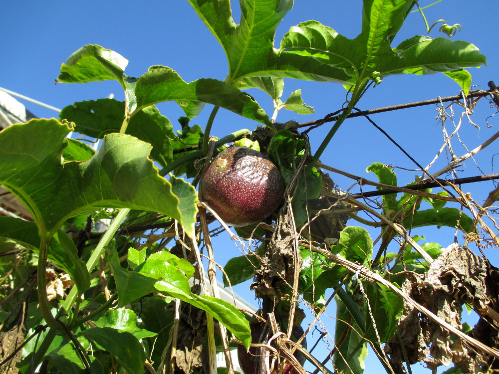 Image of Passiflora edulis specimen.