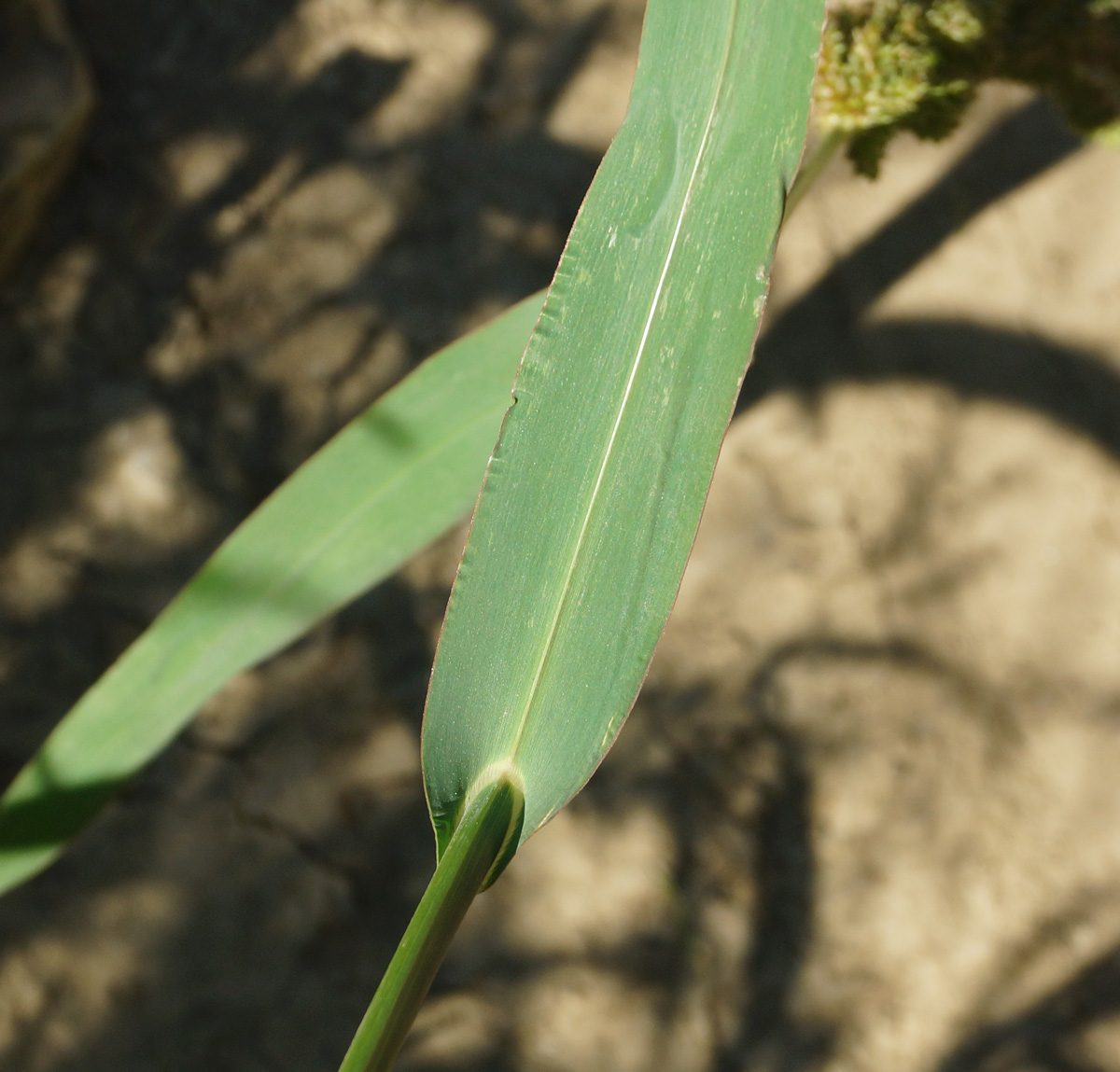 Image of Echinochloa crus-galli specimen.