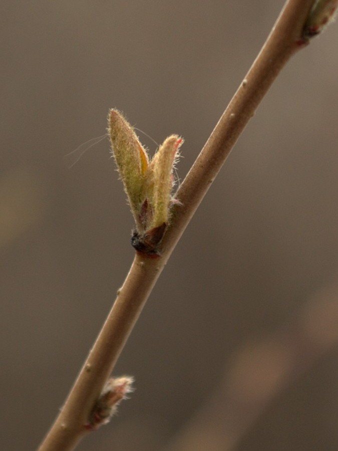 Изображение особи Cotoneaster lucidus.