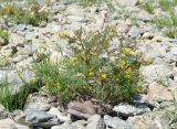 Corydalis impatiens. Цветущее и плодоносящее растение. Иркутская обл., Иркутский р-н, окр. пос. Бол. Голоустное, берег Байкала. 05.07.2017.