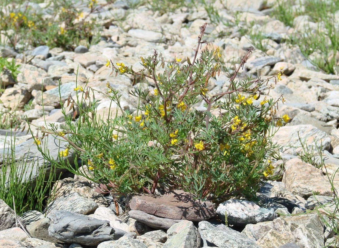 Изображение особи Corydalis impatiens.