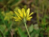 Tragopogon reticulatus. Соцветие (вид со стороны обёртки). Абхазия, Рицинский реликтовый национальный парк, гора Агура, урочище Каменная Поляна, ≈ 2300 м н.у.м., субальпийский луг. 14.07.2017.