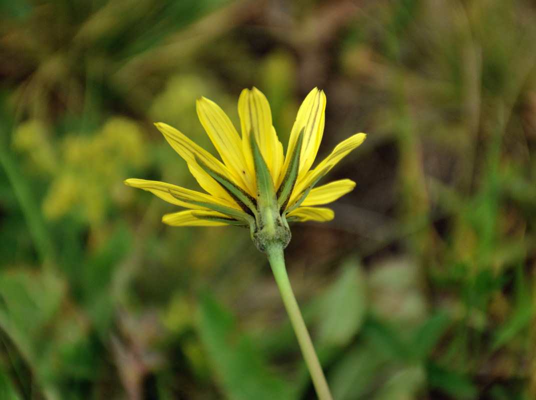 Image of Tragopogon reticulatus specimen.