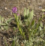 genus Polygala. Цветущее растение. Кабардино-Балкария, Эльбрусский р-н, долина р. Азау. Июнь 2002 г.