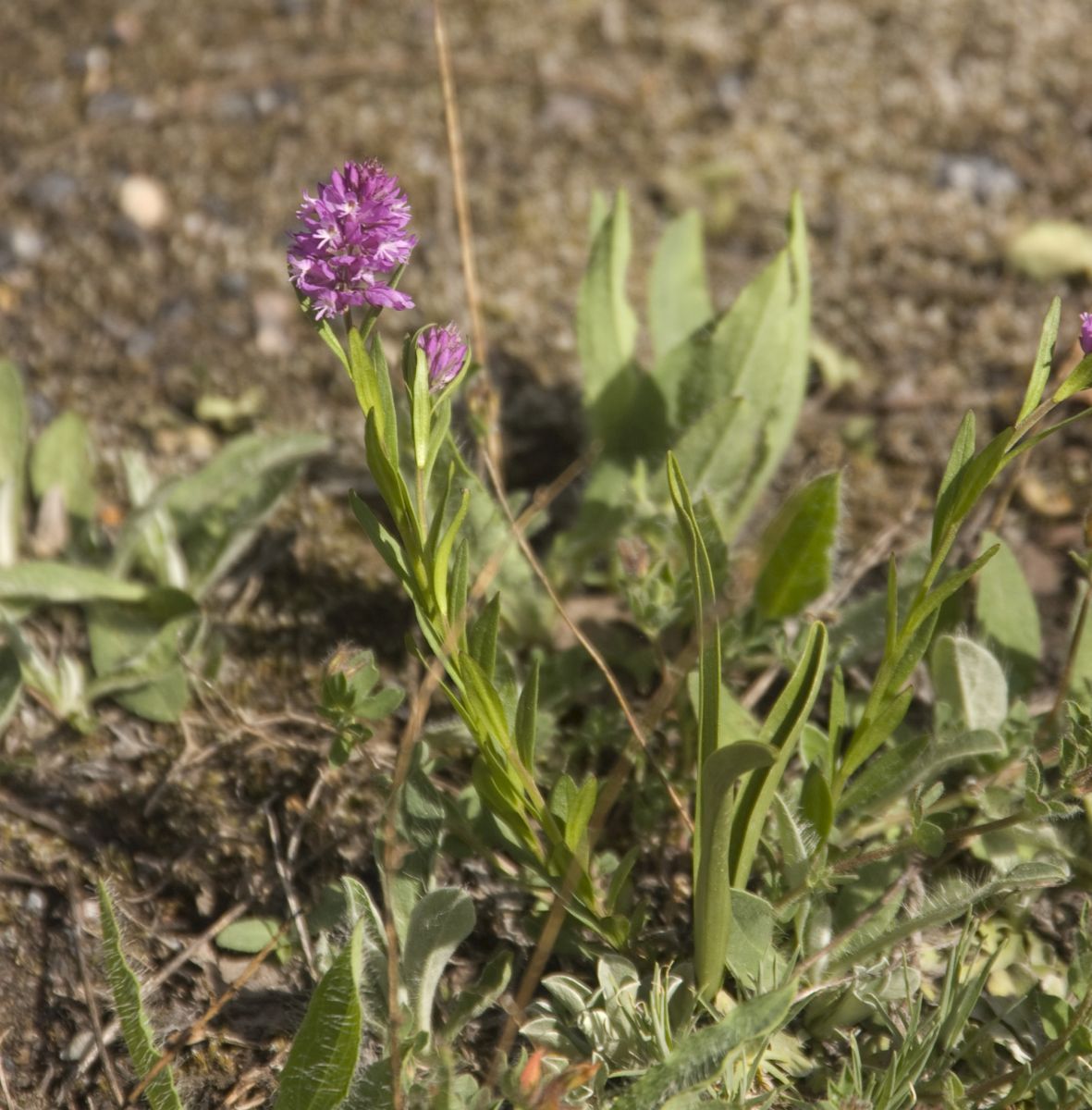 Изображение особи род Polygala.