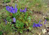 Geranium gymnocaulon. Цветущее растение. Абхазия, Рицинский реликтовый национальный парк, перевал Пыв, ≈ 2000 м н.у.м., осыпающийся склон. 14.07.2017.