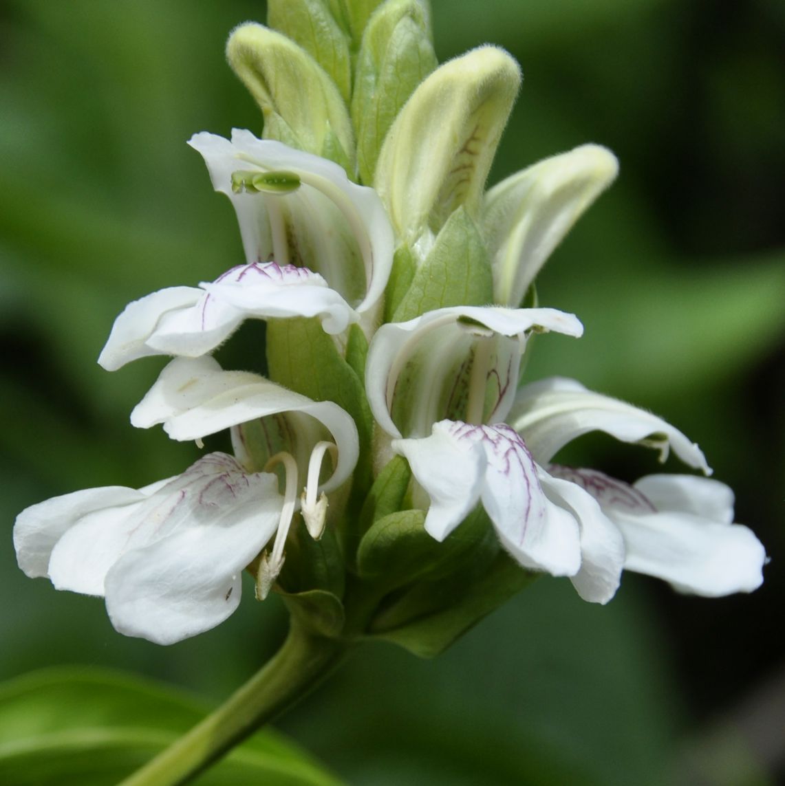 Image of Justicia adhatoda specimen.