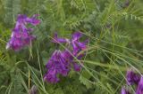 Vicia sosnowskyi
