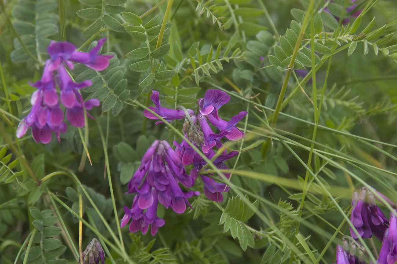 Изображение особи Vicia sosnowskyi.