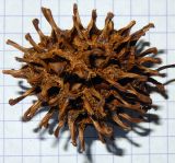 Liquidambar styraciflua