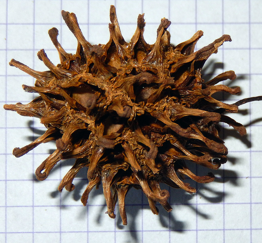 Изображение особи Liquidambar styraciflua.