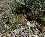 Banksia blechnifolia