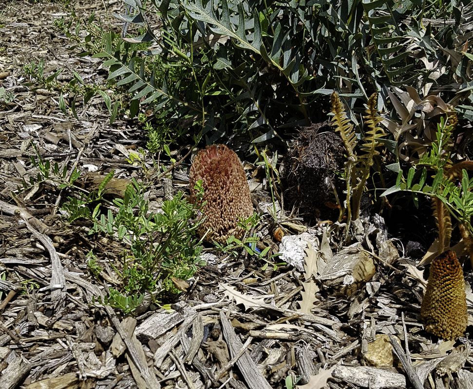Image of Banksia blechnifolia specimen.