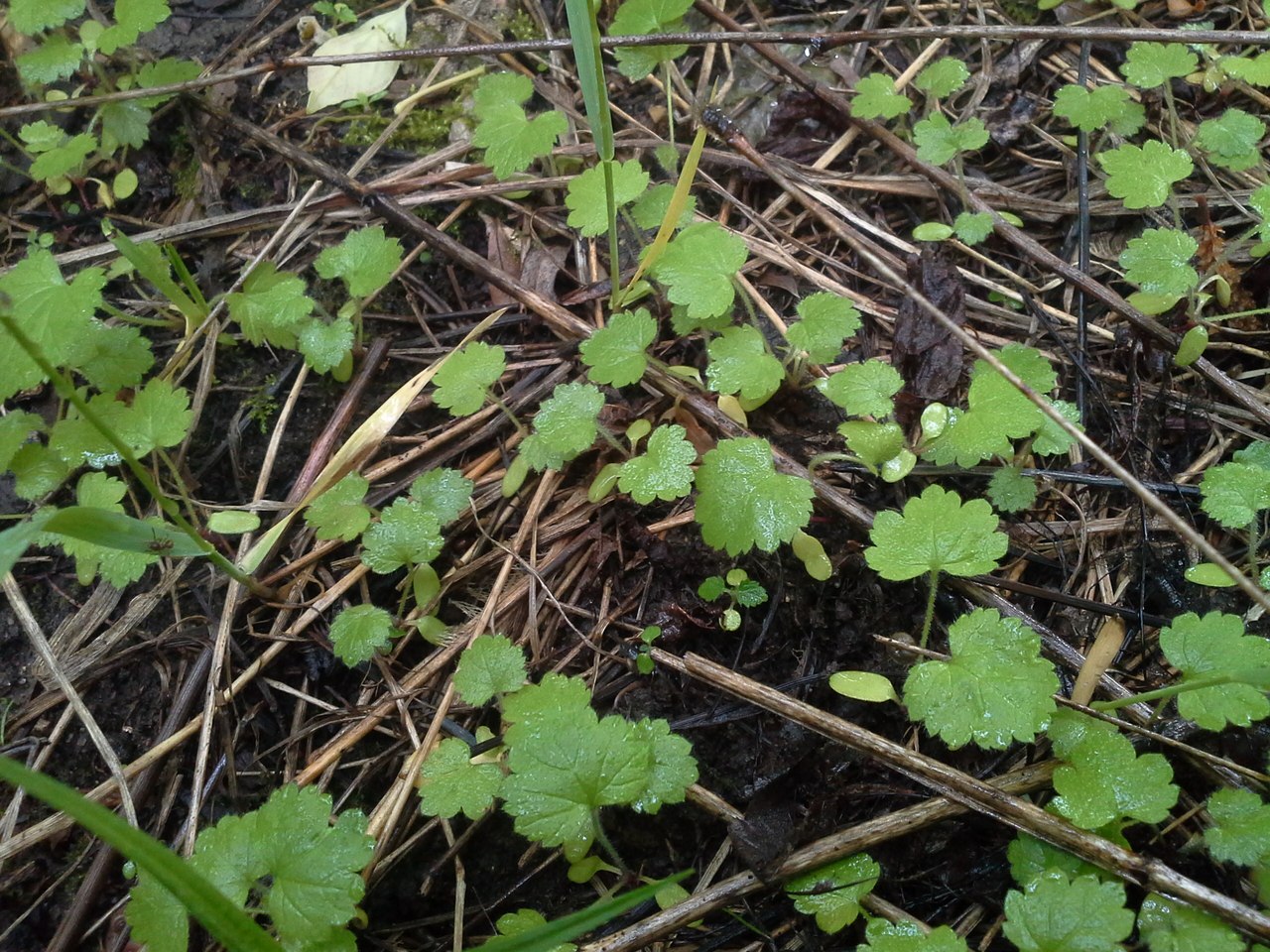 Image of Geum urbanum specimen.