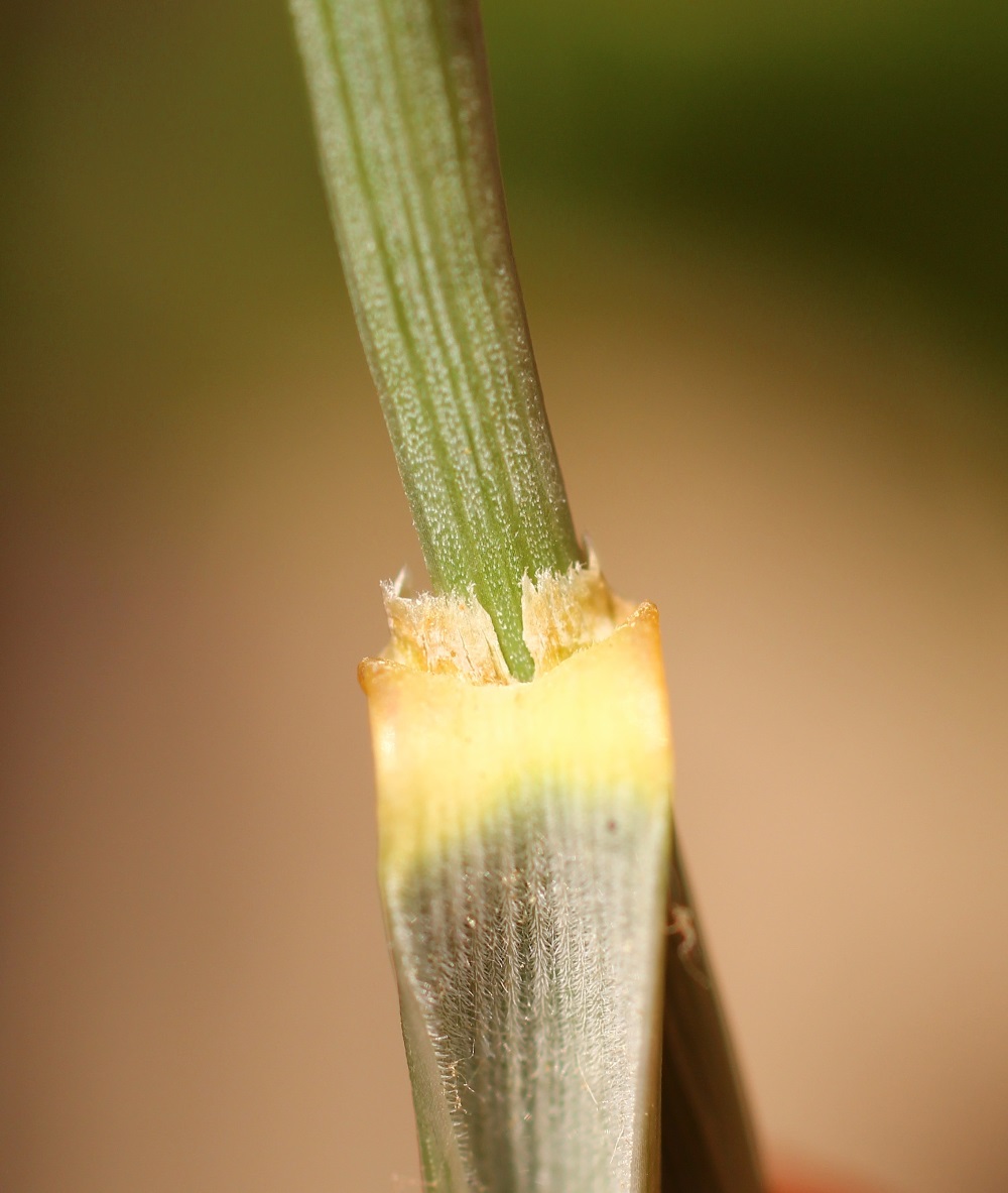 Изображение особи Elytrigia bessarabica.