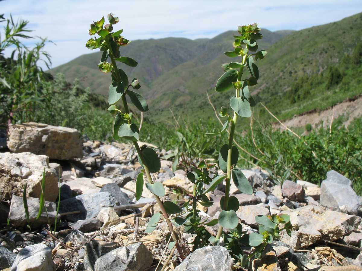 Image of Euphorbia talassica specimen.