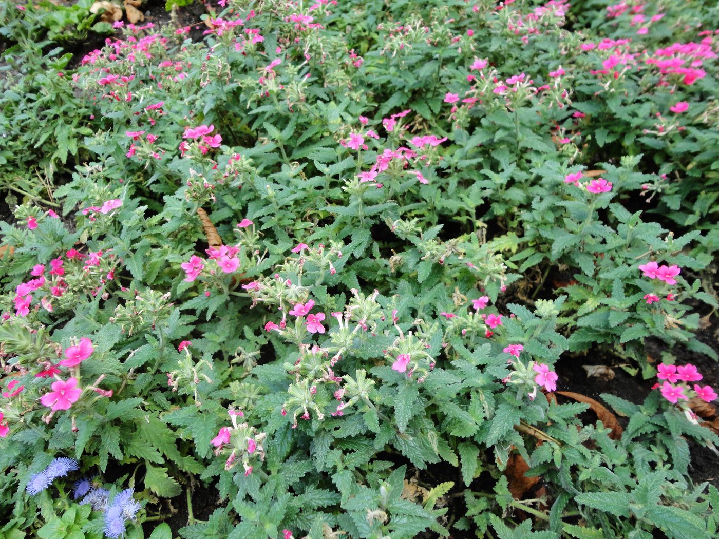 Изображение особи Glandularia × hybrida.