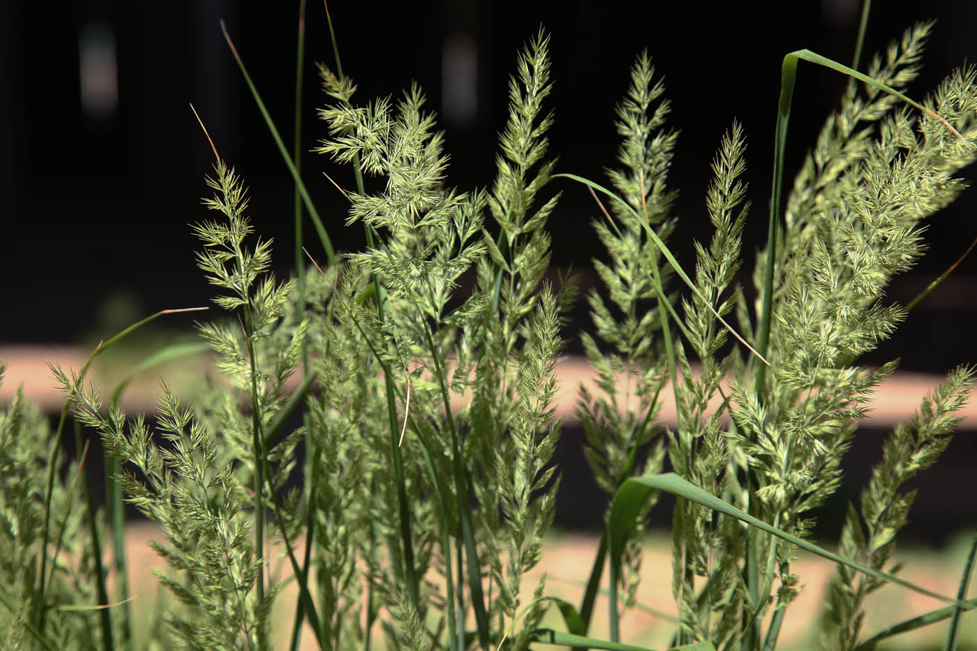 Изображение особи Calamagrostis epigeios.