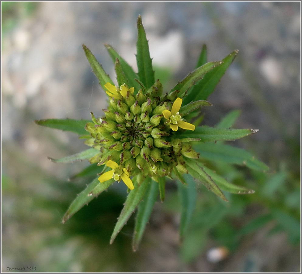 Image of Erysimum hieraciifolium specimen.
