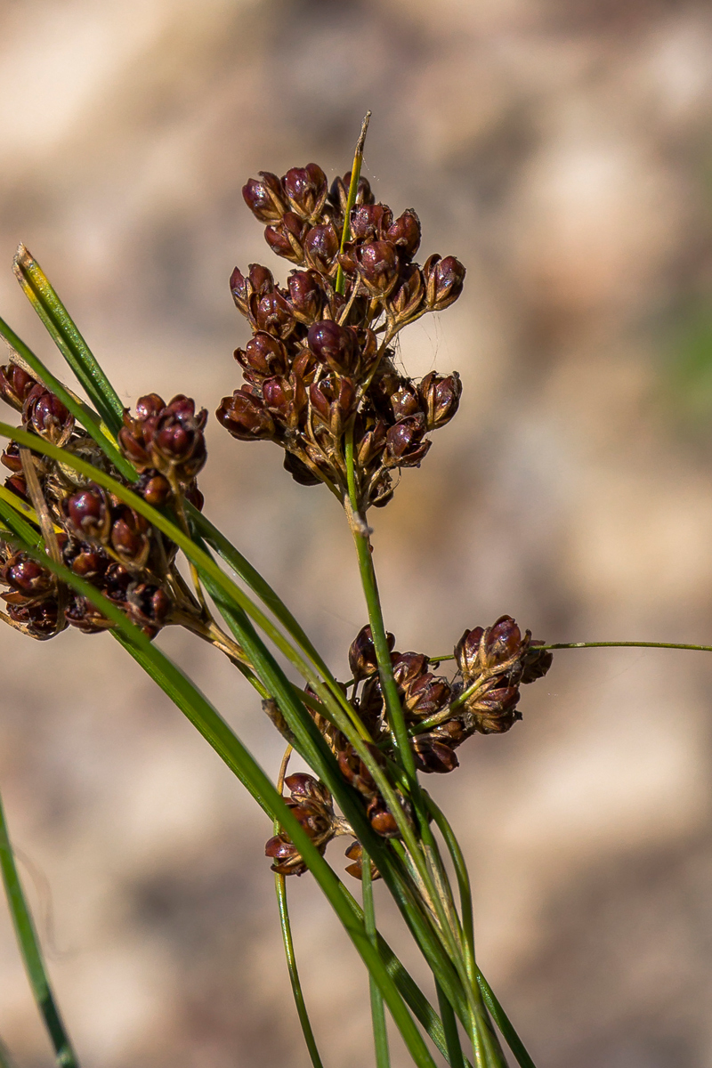 Изображение особи Juncus compressus.