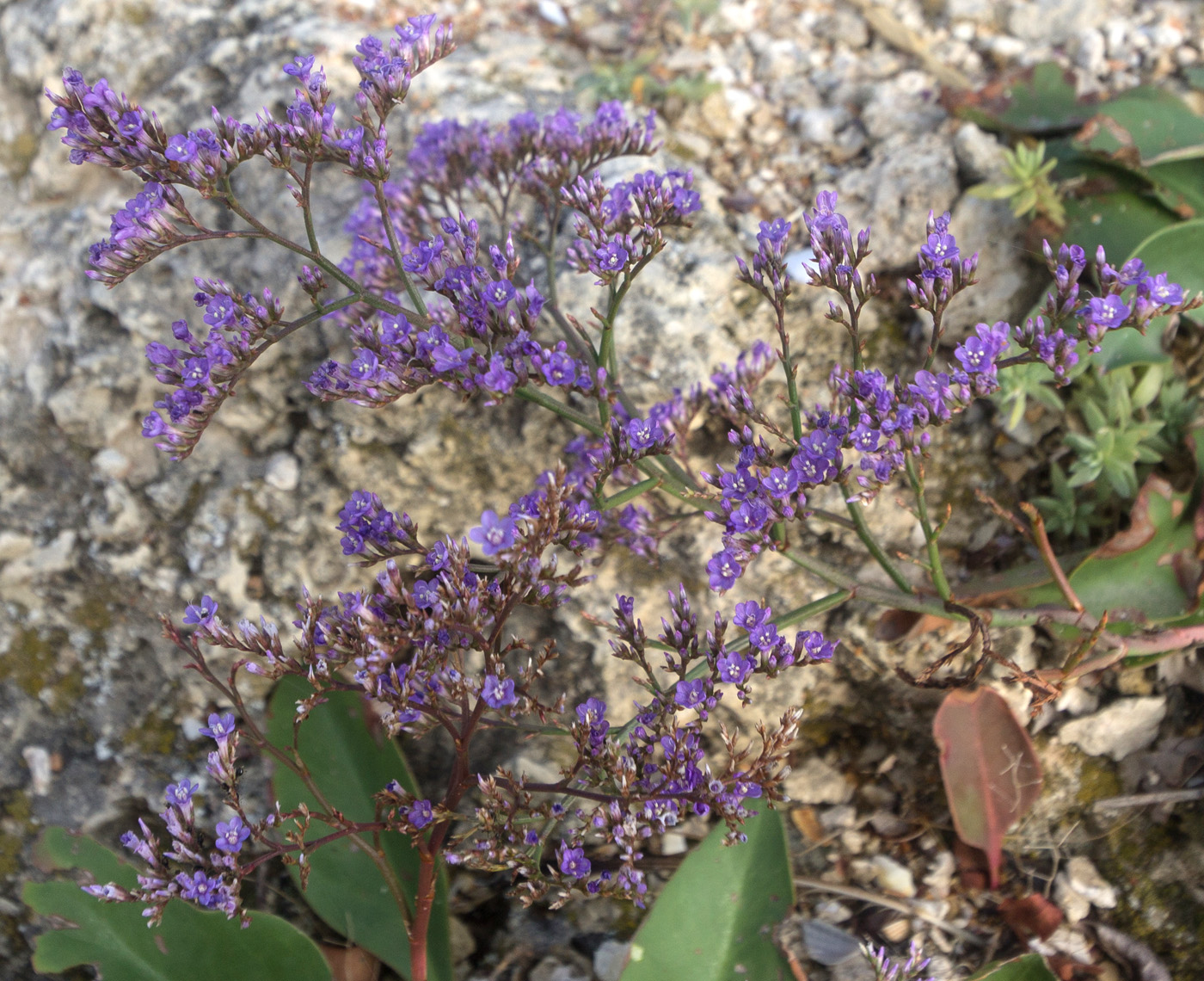 Image of Limonium scoparium specimen.